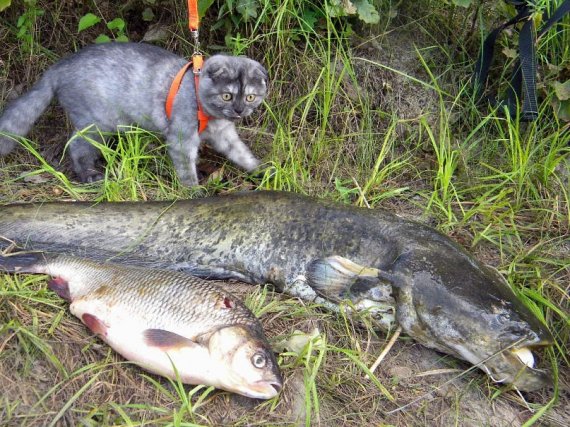 котейка в шоке